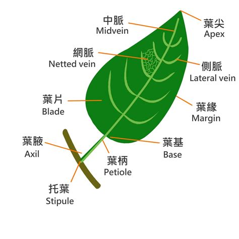 葉子生長在莖上的位置稱為什麼|葉序:葉在莖上排列的方式稱為葉序。植物體通過一定的葉序，使。